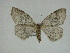  (Lambdina canitiaria - 14-NCCC-257)  @14 [ ] Unspecified (default): All Rights Reserved  Unspecified Unspecified