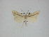  ( - 14-NCCC-475)  @12 [ ] CreativeCommons - Attribution Share-Alike (2010) Canadian National Collection of Insects, Arachnids and Nematodes Canadian National Collection of Insects, Arachnids and Nematodes