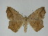  ( - 14-NCCC-560)  @14 [ ] CreativeCommons - Attribution Share-Alike (2010) Canadian National Collection of Insects, Arachnids and Nematodes Canadian National Collection of Insects, Arachnids and Nematodes