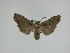  (Lithophane nr. disposita - 15-NCCC-136)  @12 [ ] Unspecified (default): All Rights Reserved  Unspecified Unspecified