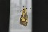  ( - CNC509855)  @11 [ ] Attribution-NonCommercial-ShareAlike (2021) Canadian National Collection of Insects, Arachnids and Nematodes Canadian National Collection of Insects, Arachnids and Nematodes