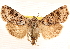 ( - CNCI00035200)  @14 [ ] CreativeCommons - Attribution (2014) CBG Photography Group Centre for Biodiversity Genomics
