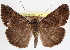  ( - CNCLEP00031919)  @11 [ ] CreativeCommons - Attribution (2014) CBG Photography Group Centre for Biodiversity Genomics