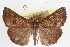  ( - CNCLEP00031921)  @11 [ ] CreativeCommons - Attribution (2014) CBG Photography Group Centre for Biodiversity Genomics