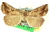  ( - CNCLEP00031933)  @11 [ ] CreativeCommons - Attribution (2014) CBG Photography Group Centre for Biodiversity Genomics