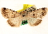  ( - CNCLEP00032053)  @13 [ ] CreativeCommons - Attribution (2014) CBG Photography Group Centre for Biodiversity Genomics