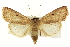  (Dichagyris pyrsogramma - CNCLEP00069977)  @15 [ ] CreativeCommons - Attribution (2014) CBG Photography Group Centre for Biodiversity Genomics