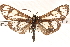  (Gnophaela aequinoctialis - CNCLEP00073961)  @14 [ ] CreativeCommons - Attribution (2014) CBG Photography Group Centre for Biodiversity Genomics