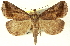  ( - CNCLEP00078485)  @15 [ ] CreativeCommons - Attribution (2014) CBG Photography Group Centre for Biodiversity Genomics