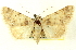  (Allerastria - CNCLEP00083852)  @14 [ ] CreativeCommons - Attribution (2014) CBG Photography Group Centre for Biodiversity Genomics