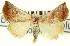  (Eublemma irresoluta - CNCLEP00083853)  @11 [ ] CreativeCommons - Attribution (2014) CBG Photography Group Centre for Biodiversity Genomics