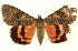  ( - CNCLEP00083856)  @11 [ ] CreativeCommons - Attribution (2014) CBG Photography Group Centre for Biodiversity Genomics