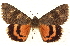  ( - CNCLEP00083859)  @11 [ ] CreativeCommons - Attribution (2014) CBG Photography Group Centre for Biodiversity Genomics
