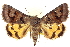  ( - CNCLEP00083865)  @11 [ ] CreativeCommons - Attribution (2014) CBG Photography Group Centre for Biodiversity Genomics