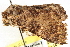  ( - CNCLEP00083880)  @14 [ ] CreativeCommons - Attribution (2014) CBG Photography Group Centre for Biodiversity Genomics