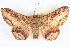  ( - CNCLEP00083884)  @11 [ ] CreativeCommons - Attribution (2014) CBG Photography Group Centre for Biodiversity Genomics