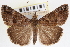  ( - CNCLEP00083902)  @11 [ ] CreativeCommons - Attribution (2014) CBG Photography Group Centre for Biodiversity Genomics