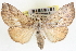 (Hypsoropha baja - CNCLEP00083904)  @14 [ ] CreativeCommons - Attribution (2014) CBG Photography Group Centre for Biodiversity Genomics