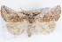  ( - CNCLEP00083905)  @11 [ ] CreativeCommons - Attribution (2014) CBG Photography Group Centre for Biodiversity Genomics