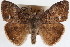  ( - CNCLEP00083907)  @14 [ ] CreativeCommons - Attribution (2014) CBG Photography Group Centre for Biodiversity Genomics