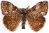  ( - CNCLEP00083908)  @11 [ ] CreativeCommons - Attribution (2014) CBG Photography Group Centre for Biodiversity Genomics
