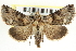  ( - CNCLEP00083956)  @14 [ ] CreativeCommons - Attribution (2014) CBG Photography Group Centre for Biodiversity Genomics