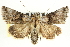  ( - CNCLEP00083958)  @15 [ ] CreativeCommons - Attribution (2014) CBG Photography Group Centre for Biodiversity Genomics