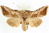  ( - CNCLEP00083961)  @11 [ ] CreativeCommons - Attribution (2014) CBG Photography Group Centre for Biodiversity Genomics