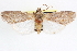  ( - CNCLEP00084003)  @11 [ ] CreativeCommons - Attribution (2014) CBG Photography Group Centre for Biodiversity Genomics