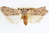  ( - CNCLEP00084006)  @11 [ ] CreativeCommons - Attribution (2014) CBG Photography Group Centre for Biodiversity Genomics