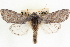  (Psaphida - CNCLEP00084013)  @15 [ ] CreativeCommons - Attribution (2014) CBG Photography Group Centre for Biodiversity Genomics