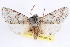  ( - CNCLEP00084017)  @11 [ ] CreativeCommons - Attribution (2014) CBG Photography Group Centre for Biodiversity Genomics