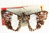  ( - CNCLEP00084018)  @11 [ ] CreativeCommons - Attribution (2014) CBG Photography Group Centre for Biodiversity Genomics