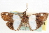  ( - CNCLEP00084019)  @11 [ ] CreativeCommons - Attribution (2014) CBG Photography Group Centre for Biodiversity Genomics