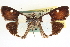  ( - CNCLEP00084021)  @11 [ ] CreativeCommons - Attribution (2014) CBG Photography Group Centre for Biodiversity Genomics