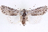  (Supralathosea - CNCLEP00084026)  @15 [ ] CreativeCommons - Attribution (2014) CBG Photography Group Centre for Biodiversity Genomics