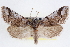 (Gloanna - CNCLEP00084028)  @15 [ ] CreativeCommons - Attribution (2014) CBG Photography Group Centre for Biodiversity Genomics