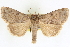 ( - CNCLEP00084046)  @11 [ ] CreativeCommons - Attribution (2014) CBG Photography Group Centre for Biodiversity Genomics