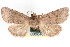  (Orthosia tenuimacula - CNCLEP00084051)  @13 [ ] CreativeCommons - Attribution (2014) CBG Photography Group Centre for Biodiversity Genomics