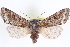  ( - CNCLEP00084055)  @15 [ ] CreativeCommons - Attribution (2014) CBG Photography Group Centre for Biodiversity Genomics