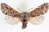  ( - CNCLEP00084056)  @14 [ ] CreativeCommons - Attribution (2014) CBG Photography Group Centre for Biodiversity Genomics