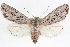  ( - CNCLEP00084058)  @11 [ ] CreativeCommons - Attribution (2014) CBG Photography Group Centre for Biodiversity Genomics