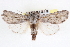 ( - CNCLEP00084059)  @14 [ ] CreativeCommons - Attribution (2014) CBG Photography Group Centre for Biodiversity Genomics