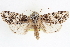  ( - CNCLEP00084061)  @11 [ ] CreativeCommons - Attribution (2014) CBG Photography Group Centre for Biodiversity Genomics
