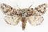  ( - CNCLEP00084062)  @11 [ ] CreativeCommons - Attribution (2014) CBG Photography Group Centre for Biodiversity Genomics