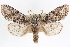 ( - CNCLEP00084063)  @11 [ ] CreativeCommons - Attribution (2014) CBG Photography Group Centre for Biodiversity Genomics