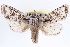  ( - CNCLEP00084064)  @14 [ ] CreativeCommons - Attribution (2014) CBG Photography Group Centre for Biodiversity Genomics