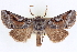  ( - CNCLEP00084066)  @15 [ ] CreativeCommons - Attribution (2014) CBG Photography Group Centre for Biodiversity Genomics