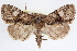  (Phosphila miselioides - CNCLEP00084076)  @15 [ ] CreativeCommons - Attribution (2014) CBG Photography Group Centre for Biodiversity Genomics