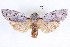  ( - CNCLEP00084094)  @11 [ ] CreativeCommons - Attribution (2014) CBG Photography Group Centre for Biodiversity Genomics